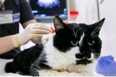 تايلاند..تسجيل أول حالة انتقال كوفيد19 من قطة إلى إنسان