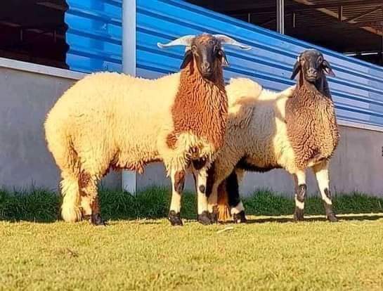 الجزائر: وزارة الفلاحة تستعد لعيد الأضحى