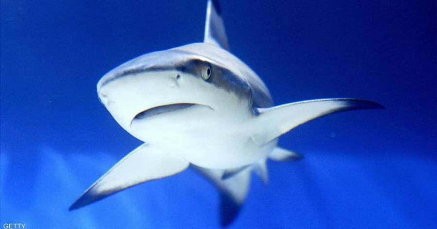 وفاة نمساوية أُصيبت برعب بعد اقتراب سمكة قرش منها في مصر