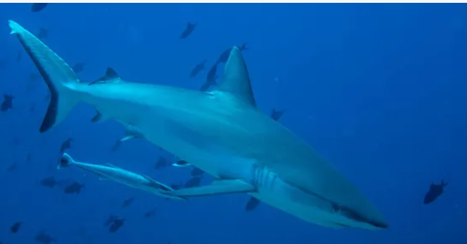 بعد حادثة القرش بالغردقة.. السلطات تطمئن السياح وتحرك عاجل