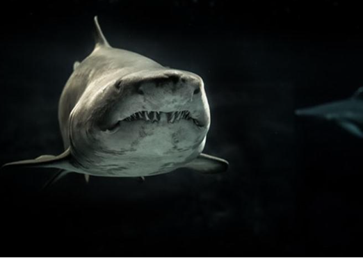 مصرع امرأتين بمصر في هجوم لسمك القرش