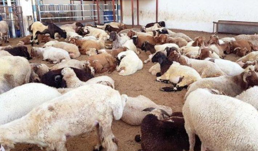 حفظ اللحوم بعد ذبح الأضحية.. نصائح ومحاذير