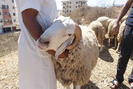 إندونيسيا: انخفاض مبيعات الماشية لعيد الأضحى بسبب الحمى القلاعية