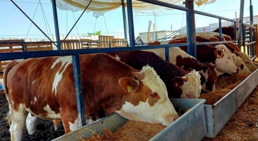 تجار الأضاحي في فلسطين يشتكون نقص الكميات وارتفاع الأسعار