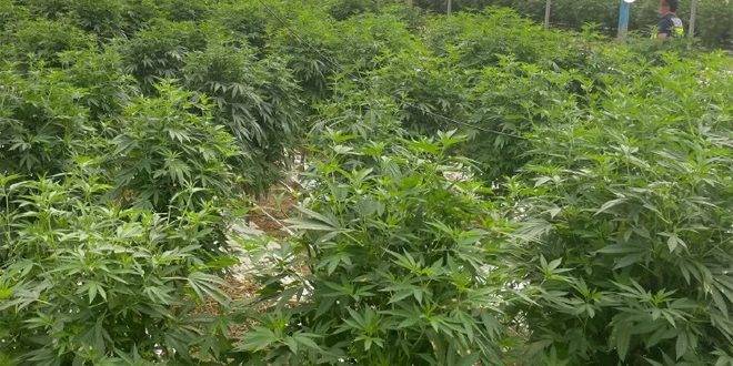 إسبانيا: ضبط 6 أطنان من الحشيش واعتقال 5 أشخاص