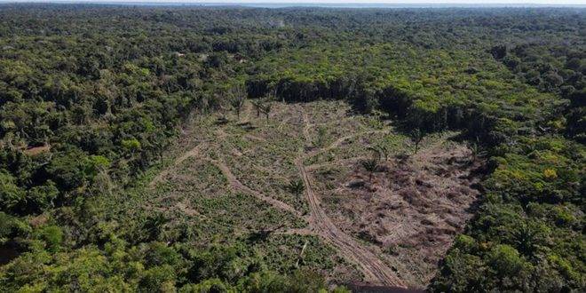 بيانات حكومية: إزالة الأشجار في غابات الأمازون تصل لمستوى قياسي