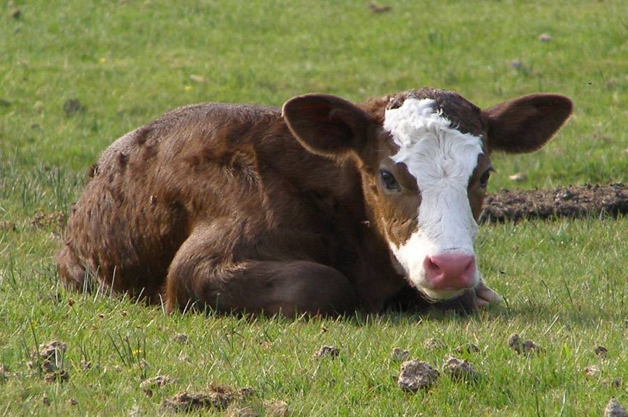 في أول أيام العيد.. وفاة غزّي تلقى ضربة على رأسه من عجل