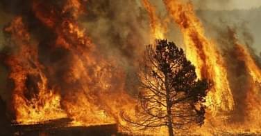 حرائق كاليفورنيا تهدد أكبر وأطول أشجار العالم