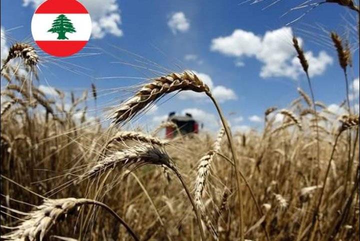 لبنان يستورد 35 ألف طن من القمح من أوكرانيا وروسيا