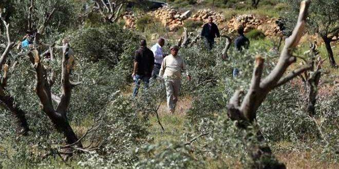 مستوطنون يقتلعون 400 غرسة زيتون غرب نابلس