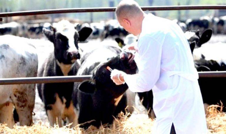 تنظيم أول مؤتمر دولي بيطري في الجزائر