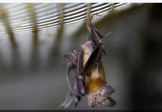 علماء يدرسون فيروسات الخفاش.. وتحذيرات من عواقب خطيرة