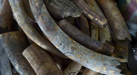 بقيمة 18 مليون دولار .. السلطات الماليزية تضبط الكنز المحظور