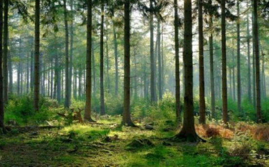 رئة العالم تخسر 18 شجرة بالثانية