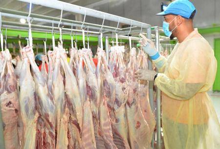 ذبح أكثر من 444 ألف أضحية خلال موسم الحج بالسعودية