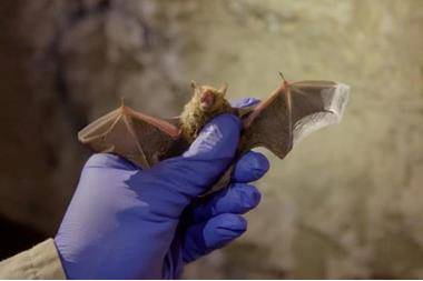 تحذيرات من عواقب خطيرة ..علماء يدرسون فيروسات الخفاش