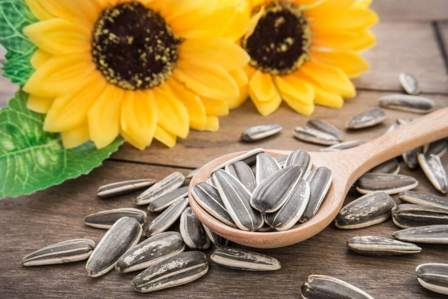 ماذا يحدث لجسمك عند تناول بذور دوار الشمس؟
