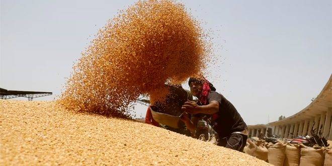 أسعار القمح الهندي تقفز لمستويات قياسية رغم حظر التصدير