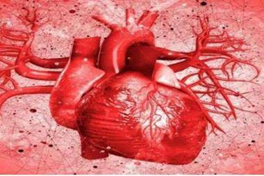 دراسة : فيروس كوفيد19 قد يكون ساما لخلايا عضلة القلب!