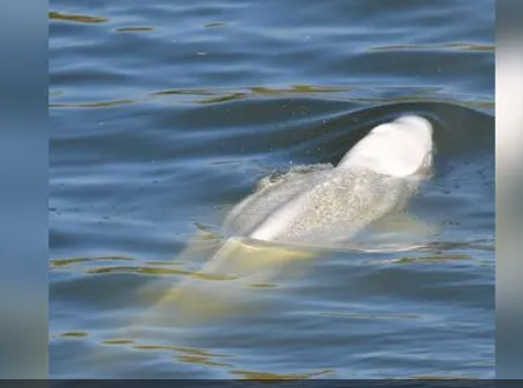 استنفار في فرنسا لإنقاذ الحوت التائه بنهر السين