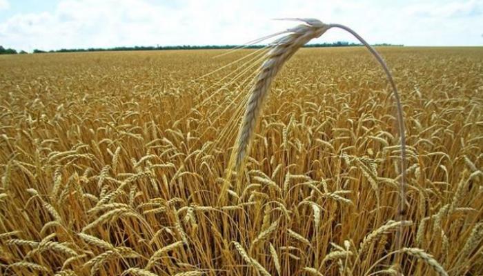 ألمانيا تغض البصر عن البيئة لزيادة إنتاج الحبوب