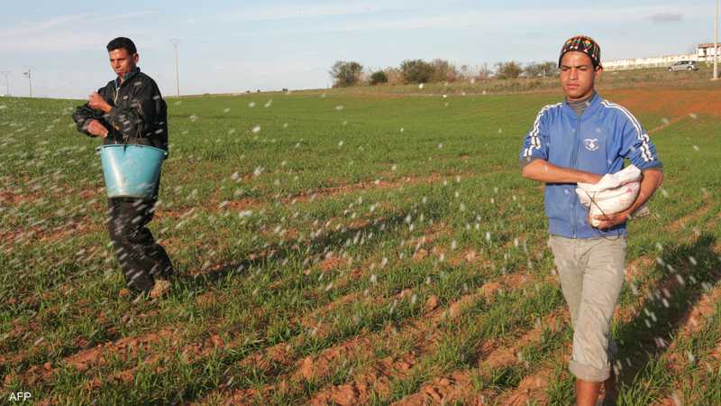 الجفاف يهبط بمحصول الحبوب في المغرب بأكثر من النصف