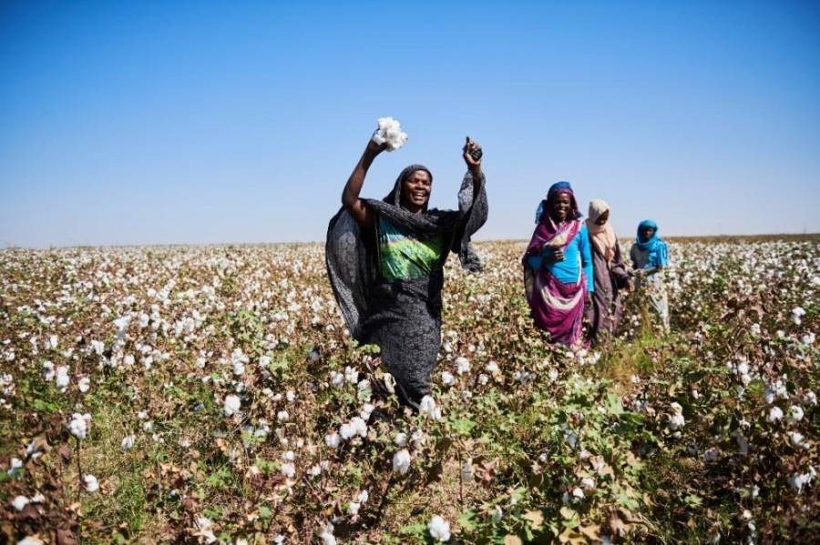 مشروع الجزيرة السوداني.. محاولات لقلب صفحة الإهمال التاريخي