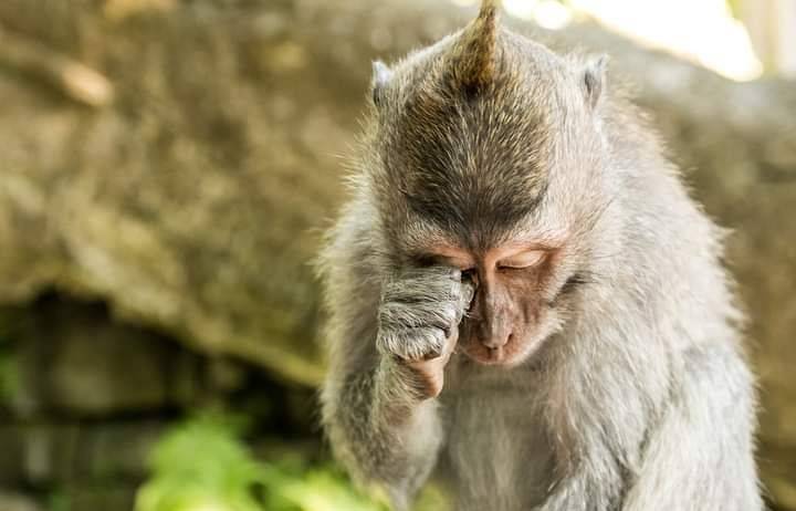 تسميم قرود في البرازيل خوفاً من «جدري القردة»