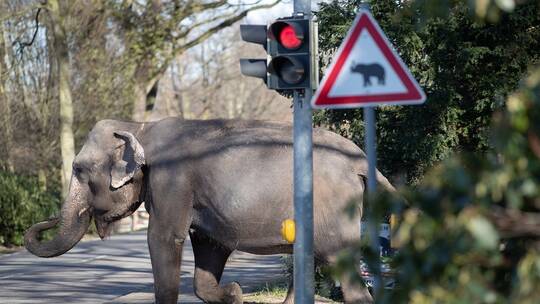 فيل يهاجم رجلا في سريلانكا ويقتله