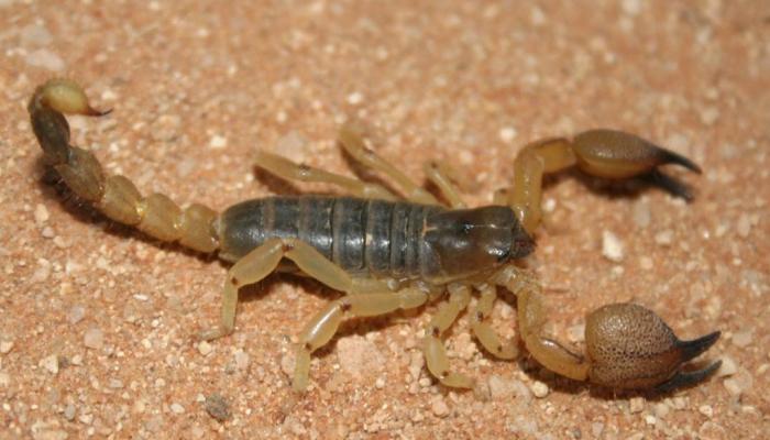 لدغة عقرب تنهي حياة طفل مغربي