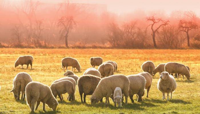 إسبانيا تواجه حرائق الغابات بـقطيع من الأغنام.. استراتيجية قديمة