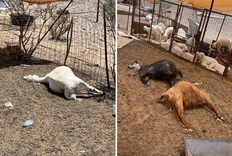 السعودية ...التحقيق في حادثة تسميم مواشي مواطن جنوب الطائف