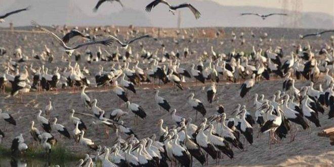 الأمم المتحدة: عدد كبير من طيور أفريقيا مهدد بالانقراض