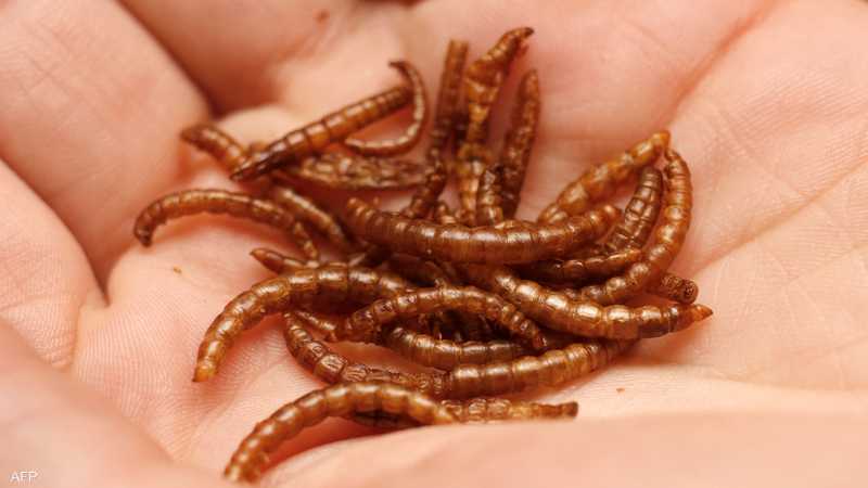 مذاقه مثل اللحم.. علماء يطورون غذاء ثوريا من الدود