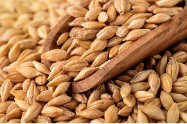 طرح عطاء لشراء 100 ألف طن أو 120 ألف طن شعير