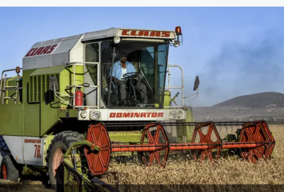 الحكومة الهندية تمنع تصدير القمح لتهدئة الأسعار محليًا