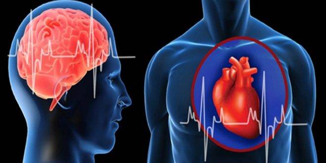دراسة حديثة تربط سرعة شيخوخة الدماغ بضعف صحة القلب والأوعية الدموية