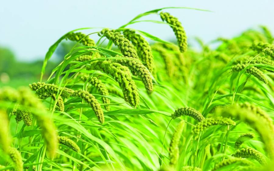 الهند.. «سلة غذاء العالم».. الحلم والتحديات