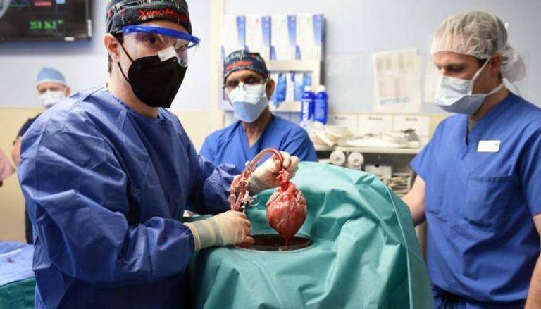 علماء يخططون لزراعة كلى خنازير في مرضى متوفين دماغيا