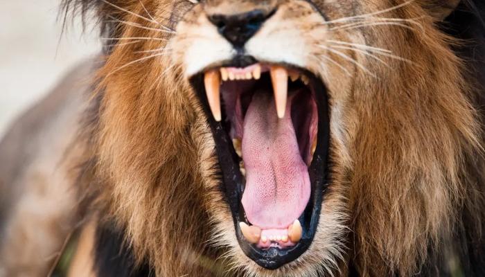 أسد يفترس رجلا في حديقة حيوانات بغانا