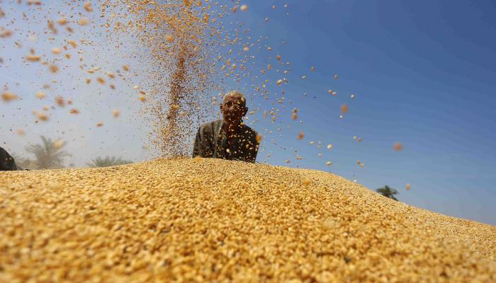 مصر تشتري 4.2 مليون طن قمح من المحصول المحلي