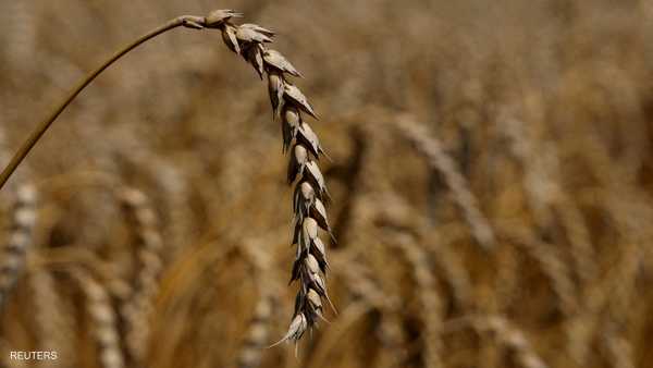 مصر تتحول إلى نظام جديد لشراء القمح