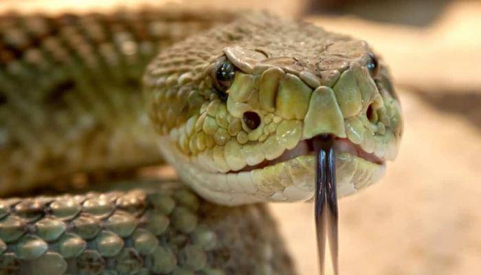 أفعى سامة تثير الذعر في حفل زفاف بتونس..