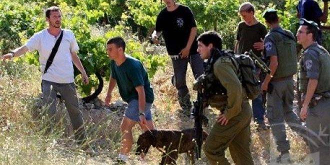 إصابة فلسطيني جراء اعتداء مستوطنين عليه جنوب بيت لحم