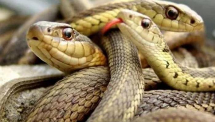 أخفاها في ملابسه.. ضبط إندونيسي حاول تهريب 71 ثعبانا بمطار القاهرة