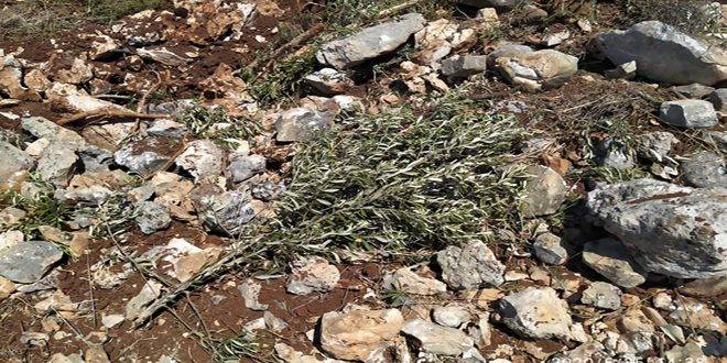 مستوطنون يعتدون على ممتلكات الفلسطينيين قرب نابلس ويقطعون الأشجار