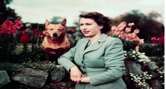 ما مصير كلاب وخيول الملكة إليزابيث؟