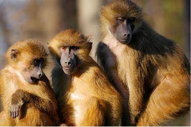 الولايات المتحدة تسجل وفاة ثانية بجدري القردة