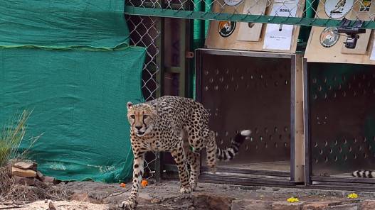 8 فهود تصل إلى الهند من ناميبيا لإعادة إدخال هذا النوع المُنقرض فيها منذ 70 سنة