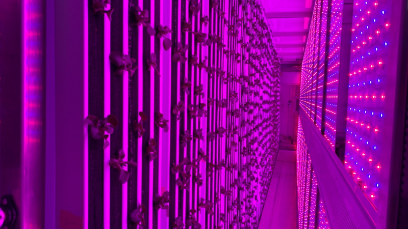 10 أضعاف الإنتاج التقليدي.. مزارع بتقنيات متطورة في مصر